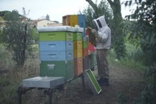 MIELE ITALIANO BIOLOGICO CERTIFICATO In Fusti Alimentari da 30KG