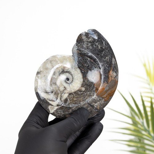 Goniatite ammonite - goniatite,