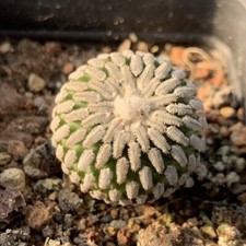 Turbinicarpus Pseudopectinatus