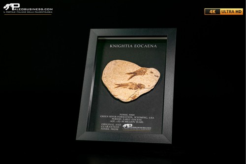 Pesce fossile knightia eocaena - fossile,