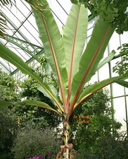 Ensete ventricosum, banana