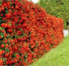 Pyracantha coccinea: pianta da