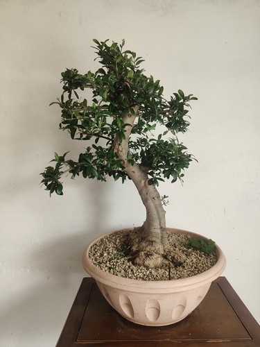 Pre bonsai olivastro - pre,