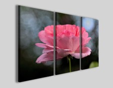 Quadro rosa Erectus rose