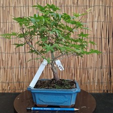 Bonsai di Acero Deshojo h 38cm