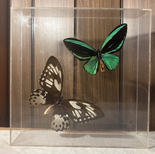 Ornithoptera priamus poseidon - priamus,