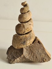 Bellissimo e perfetto fossile di Turritella