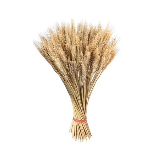 Spighe grano 200gr bianche - di,