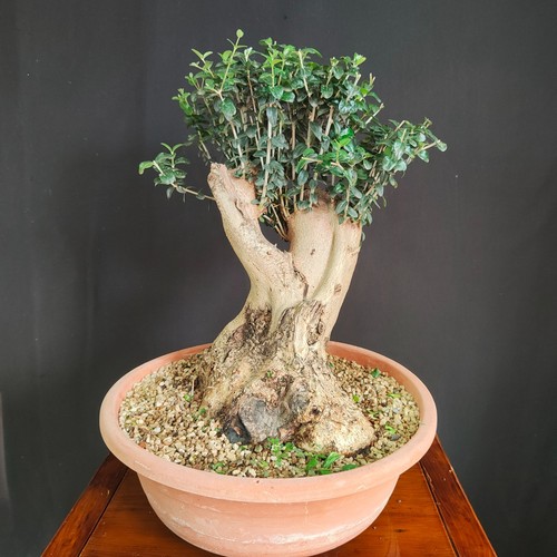 Pre bonsai esemplare - pre,