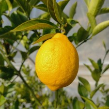Pianta limone meyer in - di,