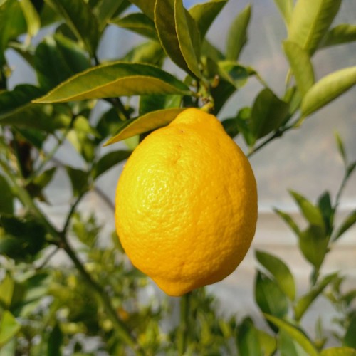 Pianta limone meyer in - pianta, di