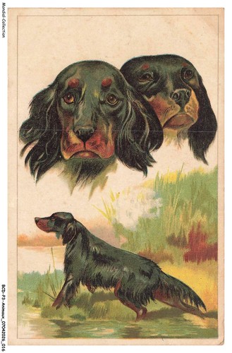 Bcdp3 0187 animaux - -, chien