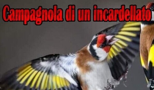 Canto incardellato con - incardellato,