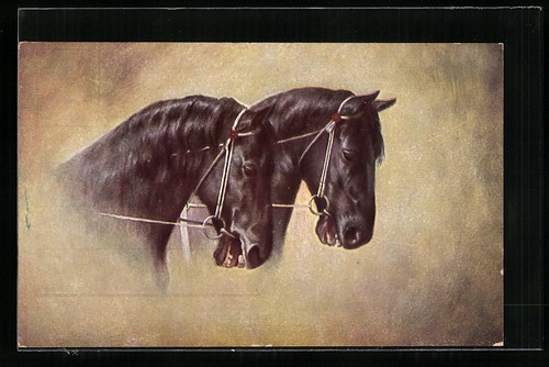 Cartolina cavalli neri con