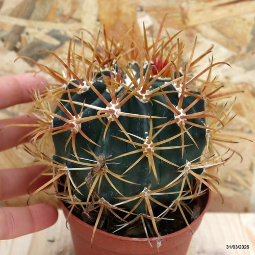 Ferocactus chrysacanthus spine