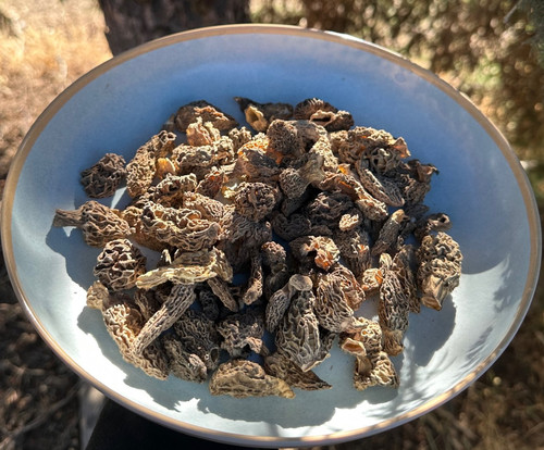 Funghi secchi wild - secchi,