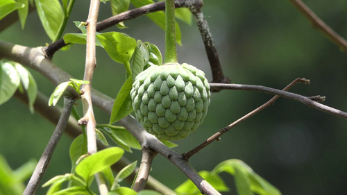 Annona squamosa sugar - squamosa,