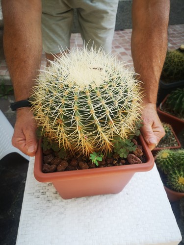 Echinocactus grusonii var - echinocactus,