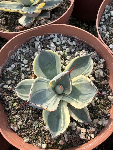 Agave parryi troncata extra