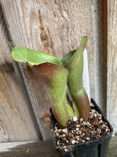 Eliamphora minor var - eliamphora, var.