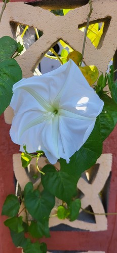 Flor luna ipomoea - -,