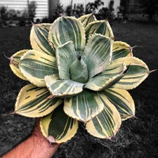 Pianta succulenta di cactus
