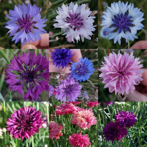 100 semi fiordaliso mix - 100,