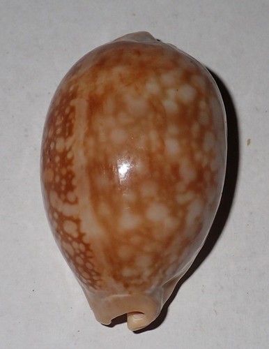 Grande conchiglia - 47,