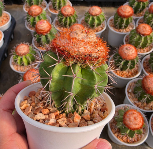 De25 melocactus violaceus - de25:,