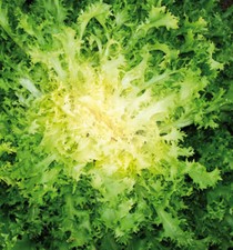 Indivia riccia cuor oro - riccia,