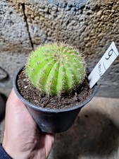 Tri cereus schickendantzii - tri.cereus,