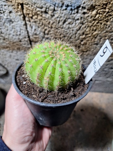 Tri cereus schickendantzii - tri.cereus,