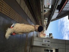 Nagaragawa Ferrovia visita turistica traNAGARA cane capostazione pho4