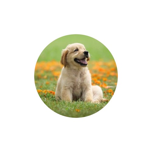 Cialda ostia cane dog per - in, cane,