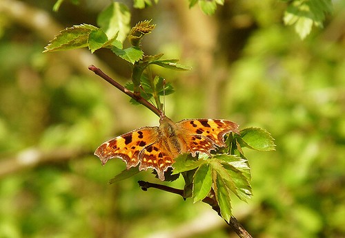 Photo 6x4 young hawthorn - hawthorn,, old