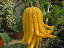 Limone mano buddha - limone, buddha"