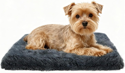 Cuccia cane interno cuscino - cuccia,