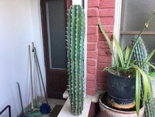 Talea da radicare di