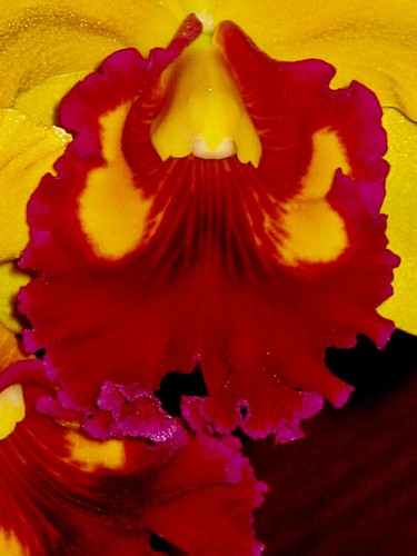 Cattleya fire sun - fire, nuovo