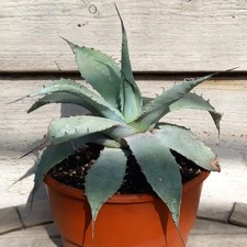 Agave ovatifolia, diam. 43 cm