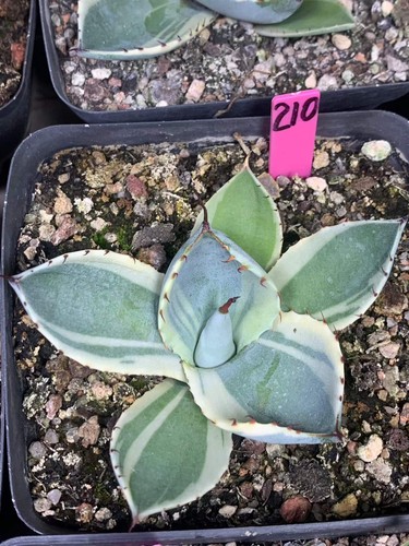 Agave parryi troncata extra