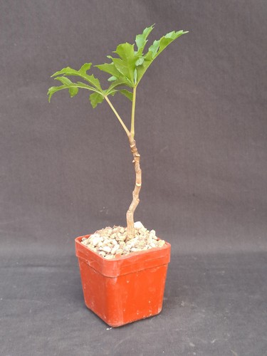 Cussonia spicata - , (s.