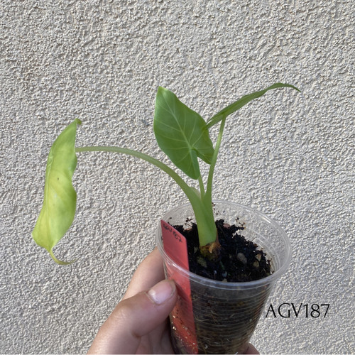 Alocasia gageana variegata - alocasia,