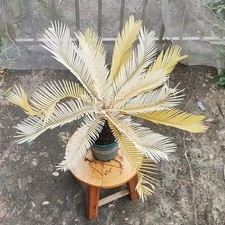 Thunb Cycas revoluta 9 cm +