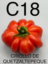 graine / seed tomate taille moyenne variété CRIOLLO DE QUETZALTEPEQUE