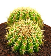 Echinocactus grusonii var. intermedius SEEDS - A70 - SEMI di Cactus Raro