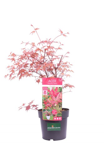 Pianta acero japanese jewel - pianta,