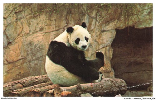 Ashp13 0844 animali panda - -,