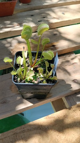 Dionaea muscipula double - dionaea,