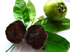 Zapote nero, Albero del Cioccolato, Diospyros Digyna frutti tropicali foto reali